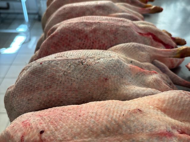 Simone IMG_9430.jpeg